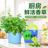 IAM City Farmer薄荷DIY可食用植物盆栽种子幼儿园趣味种植开学季中秋节礼物10082