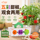 IAM City Farmer盆栽甜椒DIY趣味种植盆栽可食用果蔬种子开学季教师节礼物10097