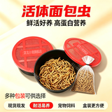 泷戈面包虫活体大麦虫乌龟蜥蜴仓鼠蝎子蜘蛛八哥鸟守宫鱼饵鱼活体饲料 2-3cm500条(送镊子饲料)【80%选择】