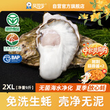 贝司令鲜活免洗生蚝乳山生态牡蛎2XL 净重9斤 32-38只 源头直发中秋送礼