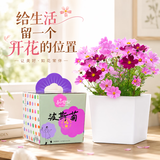 IAM City Farmer波斯菊DIY趣味种植盆栽好种易活种植幼儿园儿童盆栽开花不断10088