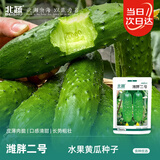 北蔬水果黄瓜种子苗甜脆秋季蔬菜种籽 潍胖二号水果黄瓜种子100粒x2包