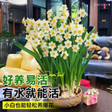 沭之美漳州水仙花种球水培年宵花卉耐寒室内外桌面阳台好养植物源头直发