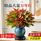 叹为观止18种吊兰任你选金边吊兰各种盆栽花卉客厅垂吊桌面植物净化空气 S级特大万年红【陶瓷盆】 不含盆