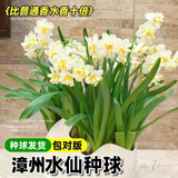 沭之美漳州水仙花种球水培年宵花卉耐寒室内外桌面阳台好养植物源头直发