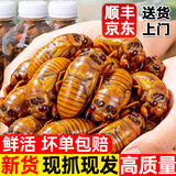 莲山九鲜山东大号金蝉知了猴 生鲜冷冻生爬叉知了龟 非熟食烧烤食材冷链 大号金蝉100只装（新货）