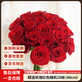 京东鲜花玫瑰花【红色随机】20枝新鲜采摘山东基地日常礼品花暖心源头直发