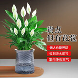 叹为观止18种吊兰任你选金边吊兰各种盆栽花卉客厅垂吊桌面植物净化空气 特级白掌 不含盆