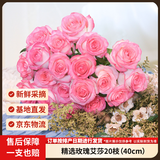 京东鲜花【艾莎】玫瑰20枝微展花型无土栽培家庭插花花束山东基地源头直发