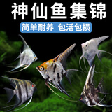森悠（SARYOR）神仙鱼燕鱼秘鲁神仙热带观赏鱼红头墨燕蓝魔小型活体淡水 3-4cm神仙6条随机品种