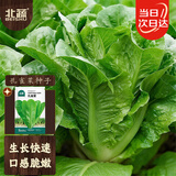 北蔬 孔雀菜种子苗生菜四季绿叶菜阳台种盆栽蔬菜种籽 孔雀菜种子10g