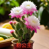 新品进口仙人掌姬珊瑚千手观音懒人花卉浓香型大花耐热耐旱易成活 粉公主