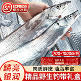 整条带鱼青岛小眼带鱼大号刀鱼渤海带鱼送礼礼盒生鲜鱼类源头直发 【10斤礼盒装】精品钓带1.5-2斤/条