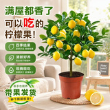 月季村香水柠檬树盆栽可食用老桩树苗室内阳台庭院 40cm+原盆 源头直发