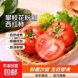 【东东买菜】攀枝花露天沙瓤西红柿新鲜水果蔬菜番茄酸甜 带箱2斤重单果80g起 2斤