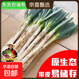 【东东农场专供】新鲜山东铁杆大葱脆嫩多汁绿色蔬菜生鲜超市批发 带老皮去半叶含箱重5斤