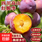 正宗四川小脆红 脆红李子 新鲜应季时令水果李子 新鲜尝鲜包邮 带箱4斤  单果12g+