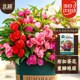 北蔬 凤仙花种子苗混色指甲花四季花籽 重瓣混色茶花凤仙种子1000粒