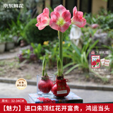 京东鲜花【魅力】进口朱顶红蜡球-复色花红球34-36cm源头直发