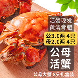 【活蟹】乾澄大闸蟹现货 公3.0-3.3两母2.0-2.3两 8只4对 鲜活螃蟹海鲜礼盒中秋礼品