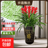 美观大方年销花鸿运当头大型盆栽绿植大凤梨客厅装饰送礼好养 鸿运当头5颗装【配高档百福花盆】 【年宵花】鸿运当头
