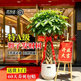 叹为观止大型植物发财树各种大颗盆栽开业乔迁客厅办公室内好养大型花卉 辫子发财树【1.2-1.4米】 含盆