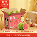 京鲜生红心珍珠芭乐/番石榴 净重3斤 单果200g+ 生鲜中秋水果礼盒