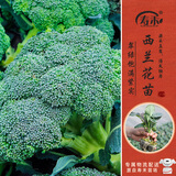 寿禾寿光西兰花苗带土发货秋冬蔬菜苗 西兰花苗9棵源头直发包邮