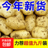 新鲜土豆现挖现发山东正宗黄心黄肉当季新鲜蔬菜马铃薯洋芋薯条 山东土豆5斤 净重 中大果2两起