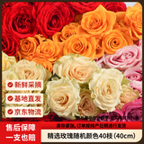 京东鲜花【随机玫瑰小盒】40枝随机2-4颜色日常悦己礼物山东基地源头直发