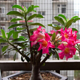 飞沭重瓣沙漠玫瑰多肉奇趣植物老桩耐旱花卉绿植盆栽当年开花