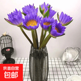 新鲜睡莲鲜花广州直发30CM带花苞家庭七夕情人节礼物生日礼物 紫色睡莲10枝