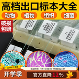 萨伽（SAGA）学生显微镜标本切片套装载玻片盖玻片初中男孩女孩儿童节礼物 100片装