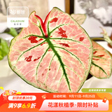虹越（HONGYUE）高端绿植彩叶芋盆栽 多品可选室内阳台客厅装饰观叶植物 【DH彩叶芋】