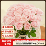 京东鲜花玫瑰花【粉色随机】20枝新鲜采摘礼品花基地源头直发