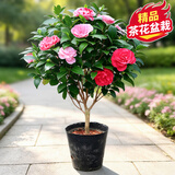 花翁香妃茶花盆栽浓香型山茶花树苗室内庭院花卉好养大棵四季源头直发
