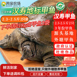 芮宝农场[活鲜]汉寿鲜活净重2.3-2.5斤2只生态甲鱼中华鳖中秋送礼源头直发
