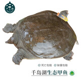 千岛湖生态甲鱼足年足龄生长中华鳖活体 大老鳖活体王八清水鳖 鲜活 3-4龄600g鲜活公鳖 生态甲鱼-鲜活到家