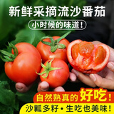 密农人家安心优选新鲜流沙番茄500g农家西红柿自然熟沙瓤酸甜爆汁时令蔬菜 1斤 流沙番茄500g