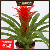 美观大方年销花鸿运当头大型盆栽绿植大凤梨客厅装饰送礼好养 【1盆】鸿运当头小红星+原盆原土+肥料 【年宵花】鸿运当头