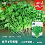 北蔬 小叶香菜种子苗浓香芫荽四季蔬菜籽 寒圣1号小叶香菜籽种子250g