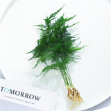 中梦花卉盆栽水培植物室内花绿植水养盆栽 文竹1棵 不含盆