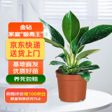 双盟金钻绿公主办公室绿植盆栽吸毒王吸甲醛单棵原盆1盆装源头直发