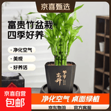 富贵竹盆栽植物室内净化空气绿植荷花竹办公室桌面四季好养小盆栽 荷花竹+节节高升盆+圆底座【1盆】 盆口直径约8cm