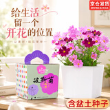 IAM City Farmer波斯菊DIY趣味种植盆栽好种易活种植幼儿园开学季中秋节礼物10088
