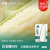 北蔬 白甜糯玉米种子苗早熟超甜大棒型 白玉糯909玉米种子200g约700粒