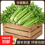 【瘦身减脂】山东大西芹水果西芹去叶新鲜蔬菜新鲜榨汁 净重5斤