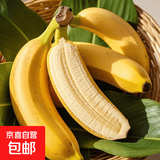 正宗广西小米蕉当季新鲜水果万澄装自然熟小香蕉现摘现发产地直发 活动【带箱5斤】小米蕉
