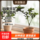 浓香型大盆牡丹栀子花四季开花卉绿植室内桌面盆栽净化空气吸甲醛 裸根试种1苗（不带盆） 高度20-25cm冠幅10cm