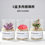 绿荫巷子多肉植物仙人掌盆栽肉肉室内桌面创意绿植小盆栽带盆 3杯【多肉可自选】玻璃杯含土砂